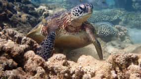 Exmouth Excursión de medio día en kayak y esnórquel con tortugas