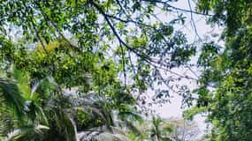 Punta Uva: Excursión en Kayak y Observación de Perezosos