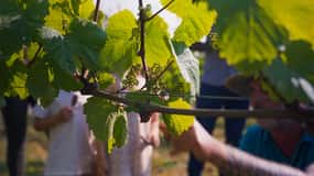 La Mare Wine Estate: Classic Tour & Tasting Experience