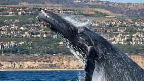 Newport Beach: Whale and Dolphin-Watching Cruise