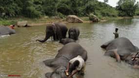 From Bangalore: Bannerghatta Park & City Sights Private Tour