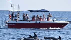 Alghero: Tour di avvistamento dei delfini con i biologi marini