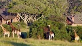 Port Elizabeth: Kragga Kamma Safari and Sardinia Bay Beach