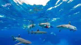 Fidji : Ultimate Encounters excursion de plongée en apnée avec déjeuner - Journée complète