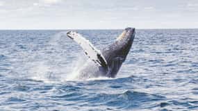 Norte de Lenangen: Tour en barco para avistar ballenas con almuerzo