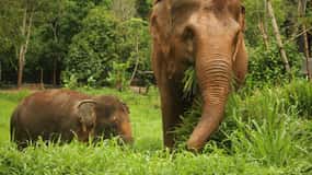 Phuket: Elephant Nature Reserve Entry Ticket and Guided Tour