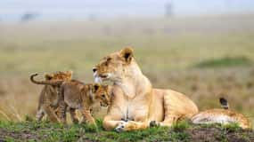 Nairobi National Park Morning or Evening Game Drive