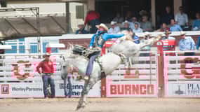 Calgary Stampede Afternoon Rodeo