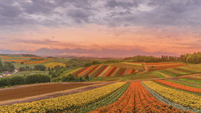 From Sapporo : Hokkaido Furano Tomita Farm Joiner Tour