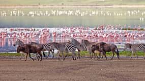 5 Days Group Serengeti, Ngorongoro & Tarangire Safari