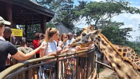 Nairobi: Safari Walk and Giraffe Center Day Tour