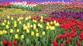 Von Amsterdam aus: Private Tour zum Keukenhof und Madurodam