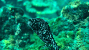 Uvita: Snorkling vid ön Caño