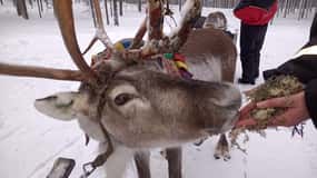 Saariselkä: Northern Lights & Reindeer Sledding Tour