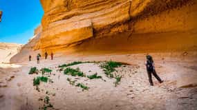 Desde Ica: Excursión al Cañón de Los Perdidos |Día Completo|