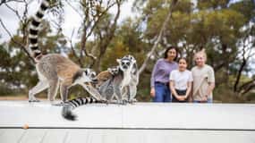 Experiencia en la Tierra de los Lémures y un Día en el Parque Safari Monarto