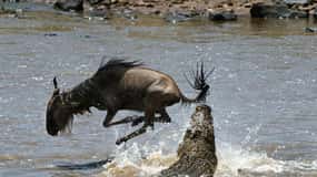 From Nairobi :3 days 2 nights Masai Mara Group 4WD Safari