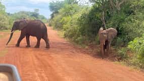From Kigali: Full Day Akagera Safari & optional Boat ride