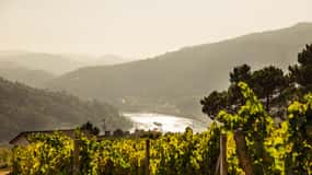 Porto: Douro Valley Exclusive Vinho Verde Tour