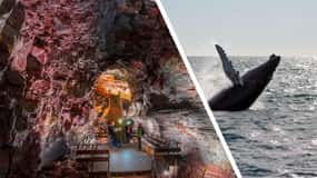 Reikiavik: Tour combinado de avistamiento de ballenas y túneles de lava