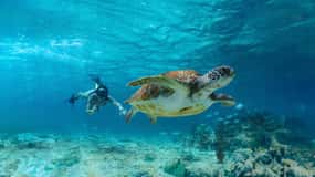 Tulum, Nado con tortugas en Akumal, Cenote + Comida y Club de playa