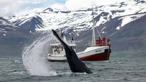 Von Dalvik: Arktische Walbeobachtung in Nordisland