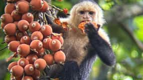 Manuel Antonio National Park: Guidad tur & strandtid