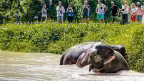 Phuket Elephant Sanctuary: Halvdag med vegetarisk måltid