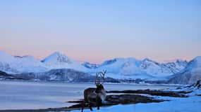From Tromsø: Arctic Wildlife & Fjord Sightseeing Tour by Car