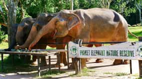 Phuket Elephant Nature Reserve - Half Day Elephant Adventure