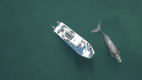 サメとクジラのツアーコンボ