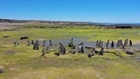 Punta Tombo for cruise-ship passengers