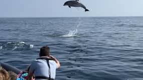 Faro: Dolphin and Wildlife Watching in the Atlantic Ocean