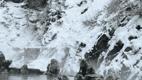 From Tokyo: Snow Monkey Park and Miso Production Day Tour
