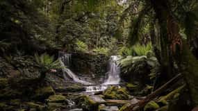 Hobart: Mount Field to MONA Day Tour