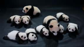 Chengdu Panda Base und Dujiangyan Eintägige private Tour