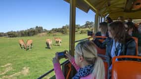 From Melbourne: Werribee Open Range Zoo & Werribee Mansion