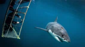 Cape Town: Shark Cage Diving with Food and Drinks