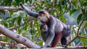 Safari - Finding the most endangered monkey in the World