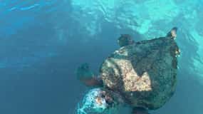 Zakynthos: Turtles, Marathonisi & Keri Caves Speedboat Tour
