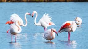 Natural Park of Albufera des Grau: hiking & bird watching