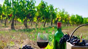 Wine tour: 4 wine factories & wineries in one day