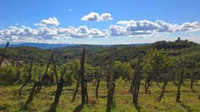 Goriška Brda: Passeggiata e degustazione di vini