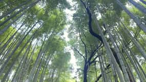 Kyoto: Private tour, Arashiyama, Bamboo Forests and Sacred Temples