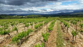 Aniane: Château Capion Wine Tasting Experience