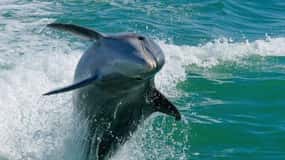 Madeira Beach: Egmont Key Snorkeling and Dolphin Cruise