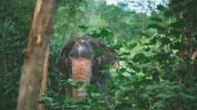 Khao Lak : L'expérience unique du sanctuaire d'éléphants de l'aube, dans le respect de l'éthique
