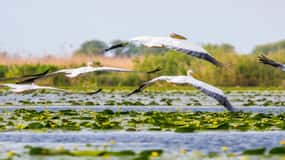 From Bucharest: Day Trip to Danube Delta