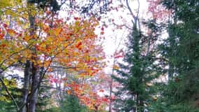 Bar Harbor: Acadia National Park Autumn Leaf Private Tour