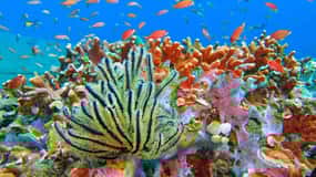Amed: Snorkeling Tour z japońskim wrakiem statku i koralowcami ...